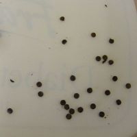 dots cut from matching rosewood&nbsp;&copy;&nbsp;2026&nbsp;Guitar Angel
